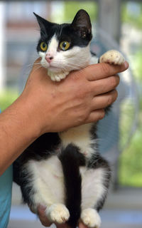 Midsection of person holding cat