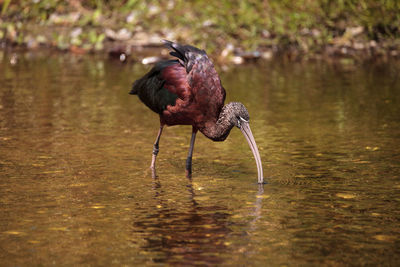 Bird in a lake