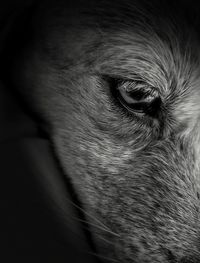 Close-up portrait of a dog