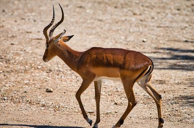 Side view of deer on land