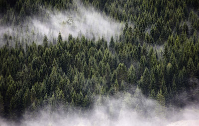 High angle view of trees growing in forest during foggy weather