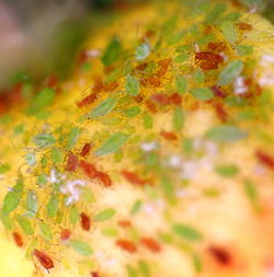 Close-up of maple leaf