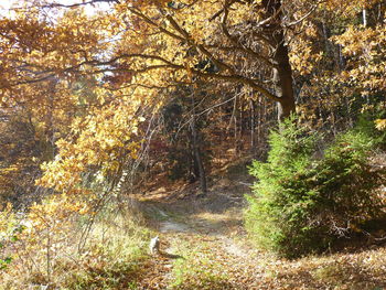 Trees growing in park