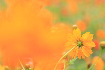 flowering plant