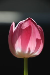 Close-up of pink flower blooming outdoors