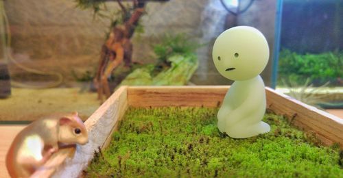 Close-up of grass against blurred background