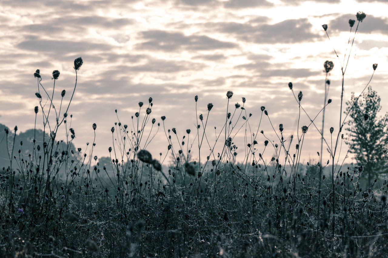 plant, beauty in nature, sky, cloud - sky, growth, field, land, tranquility, no people, nature, sunset, tranquil scene, scenics - nature, focus on foreground, non-urban scene, outdoors, environment, day, agriculture, stalk