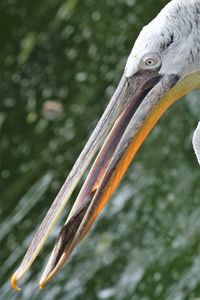 Close-up of a bird