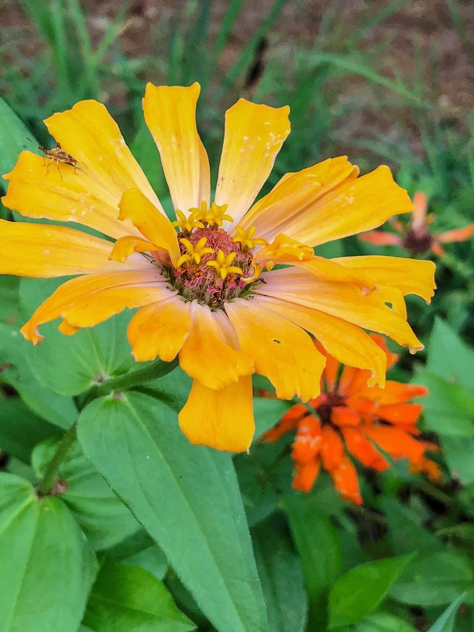 CLOSE-UP OF YELLOW INSECT ON PLANT