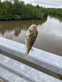 Fish on a lake