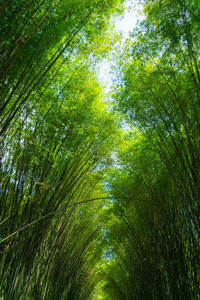 Low angle view of trees in forest