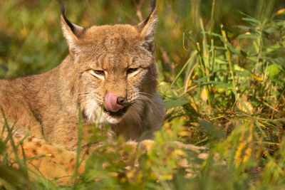 Licky lynx