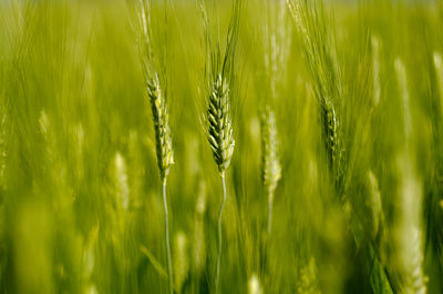 Close-up of wheat growing on field