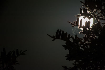 Low angle view of flowering plants against sky at night