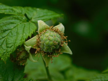 Close-up of plant growing outdoors