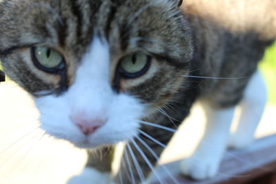 Close-up portrait of cat