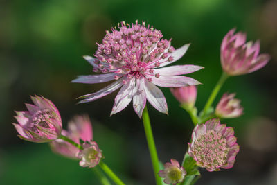 Close up of pink astrantia major flowers in bloom