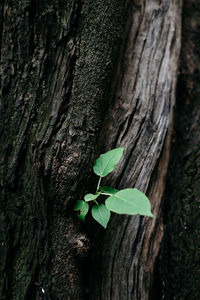 Close-up of ivy growing on tree trunk