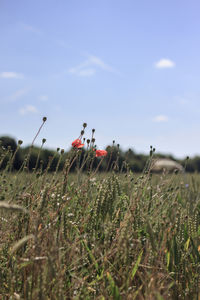 Plants on field against sky
