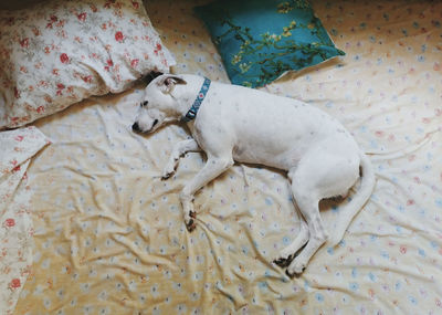 High angle view of dog sleeping on bed