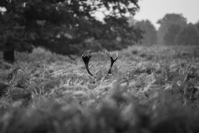 Bird on field