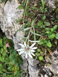 Close-up high angle view of flower