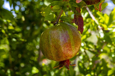 Close-up of fruit growing on tree