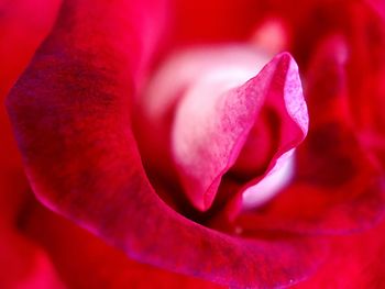 Close-up of red rose