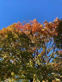 Low angle view of flowering plant against blue sky