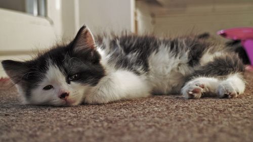 Black and white kitten lying on the carpet