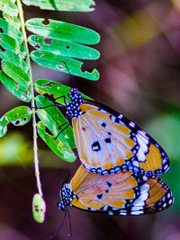 Close-up of butterfly on leaf