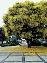 Plant growing in park