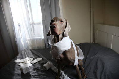 Portrait of dog sitting on floor at home