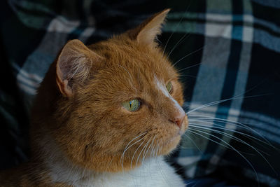 Close-up of a large ginger tabby cat low level side profile showing whiskers eyes fur and nose
