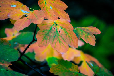 Close-up of maple leaves on tree