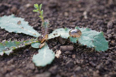 High angle view of plants growing on field