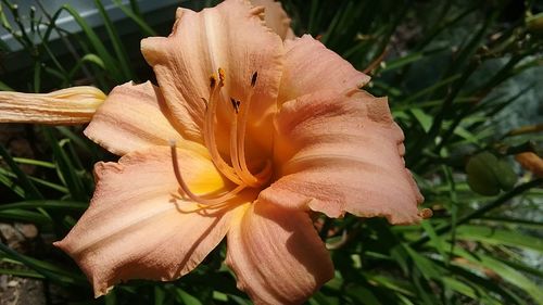 Close-up of day lily plant
