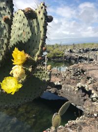 Close-up of prickly pear cactus