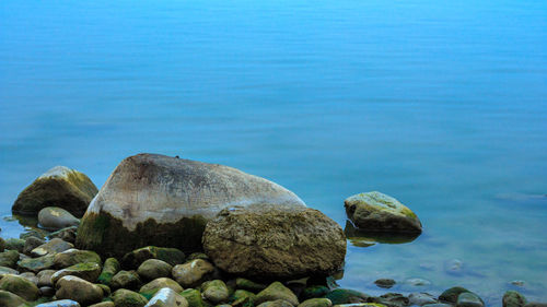 Close-up of turtle on rock by sea
