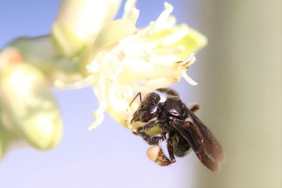 Close-up of insect pollinating flower