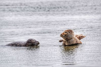 Seals lying on a sandbank