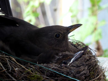 Close-up of bird in nest