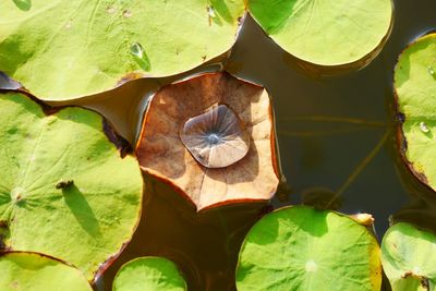 Close-up of green leaves on water lily