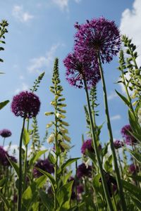 Close-up of purple flowering plants against sky