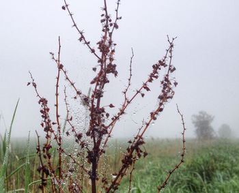 Plants growing on tree