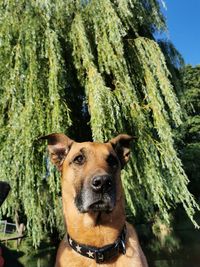 Portrait of a dog against plants