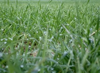 Full frame shot of raindrops on grass