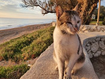 Cat looking away on sea shore