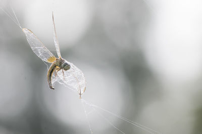 Close-up of dead dragonfly on spider web