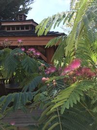 Flowering plants and trees outside house in yard